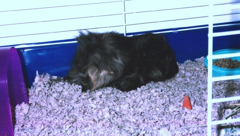 Charlie, a.k.a. Charpig, taken in late 2003