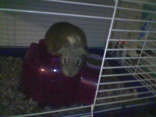 Blurry cell phone shot of Dusty atop his pigloo. We've seen given him a larger, taller pigloo that he can still jump on