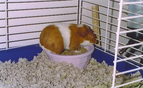 When our first guinea pig, Charlie, died, we adopted Peanut. Sadly, Peanut passed away 3 weeks later from pneumonia.