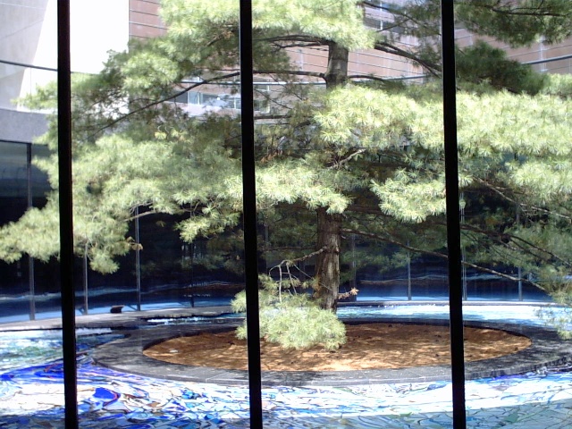 Giant Pine in an enclosed pool. Extends up and outside of building.